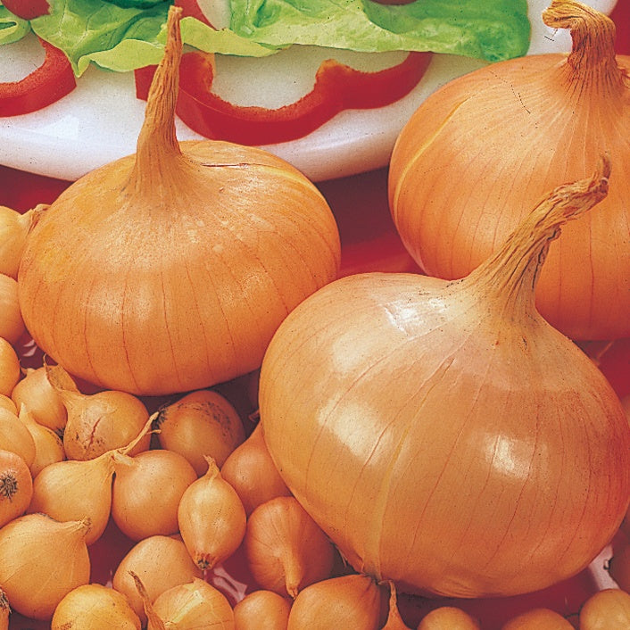 Ui 'Stuttgarter Riesen' - Allium cepa stuttgarter riesen - Bakker