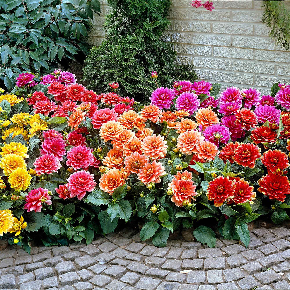 Grootbloemige Dahlia Mix - Dahlia berliner kleene, bluesette, margareth kleen - Bakker