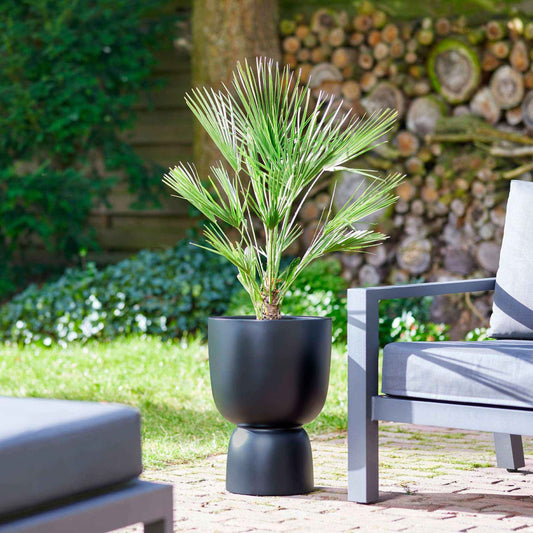 Chinese waaierpalm - Bakker