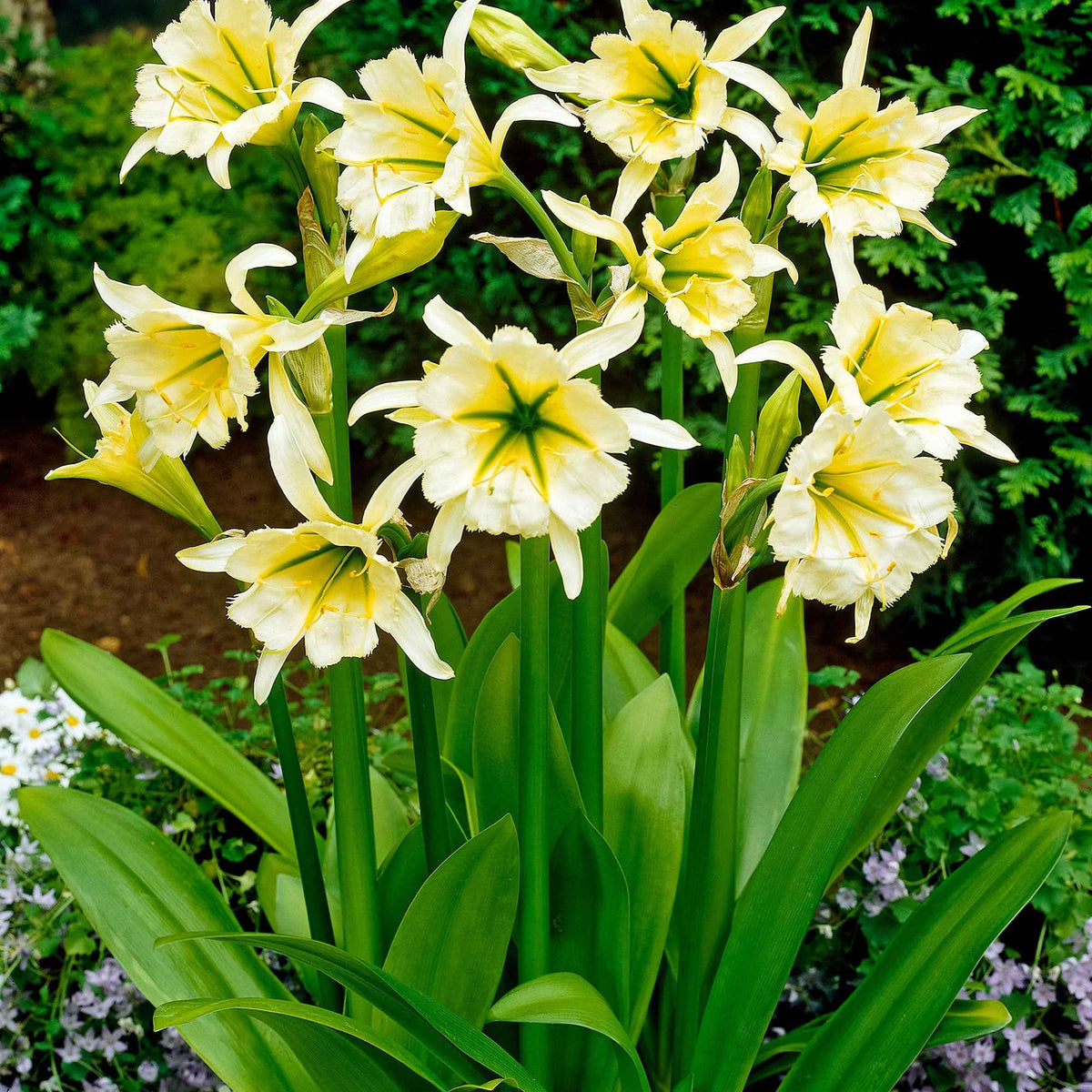 Hymenocallis festalis sulphur queen - Ismene 'Sulpur Queen' (x2) - Zomerbloeiers