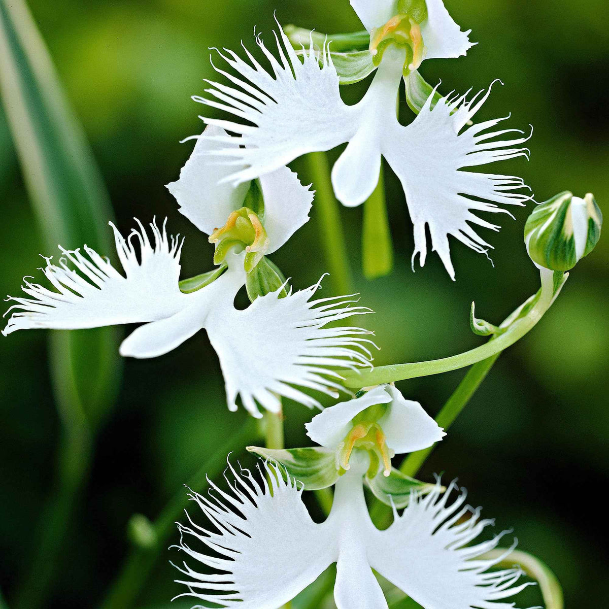 Reigerorchidee (x2) - Bakker