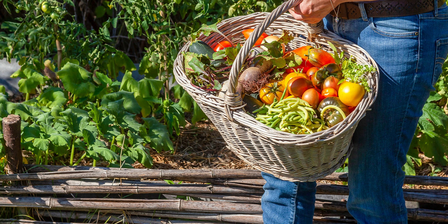 Groentezaden: 1+1 gratis!