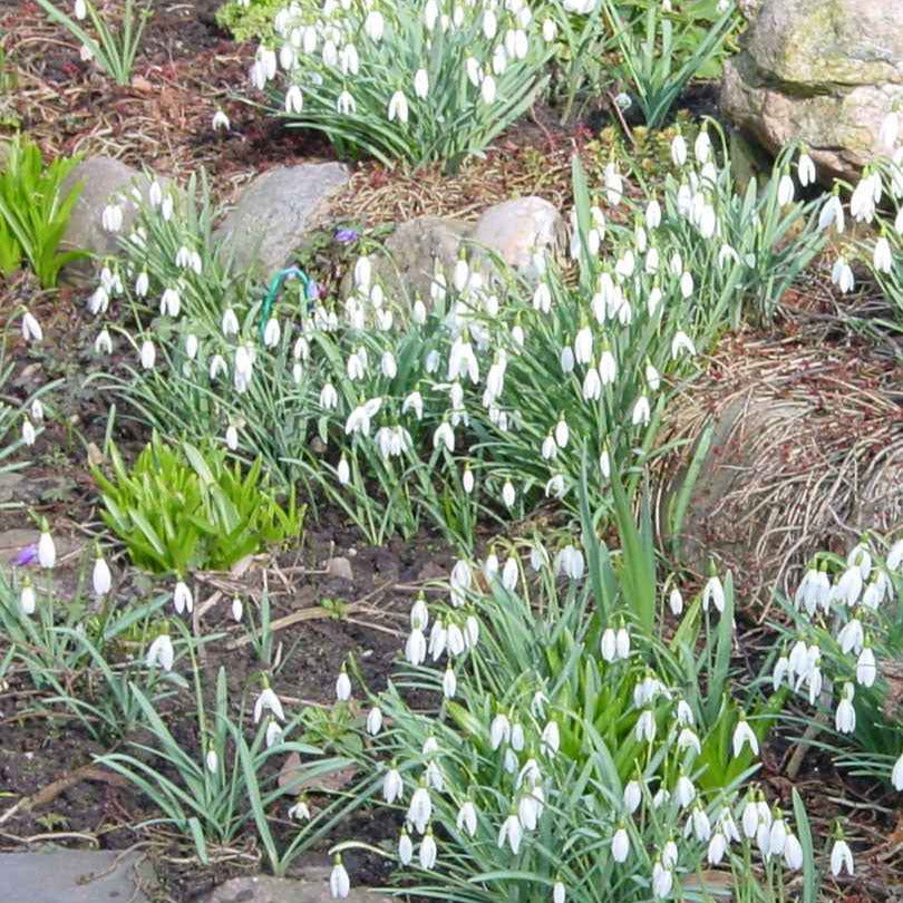 Sneeuwklokje (x25) - Galanthus nivalis - Bakker