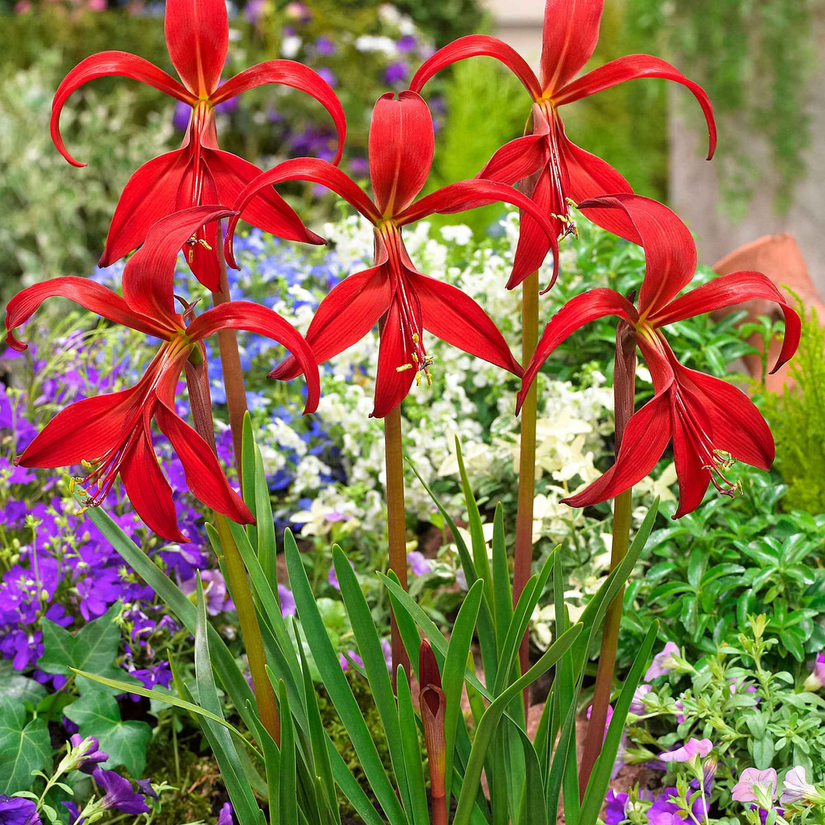 Sprekelia (x2) - Sprekelia formosissima - Bakker