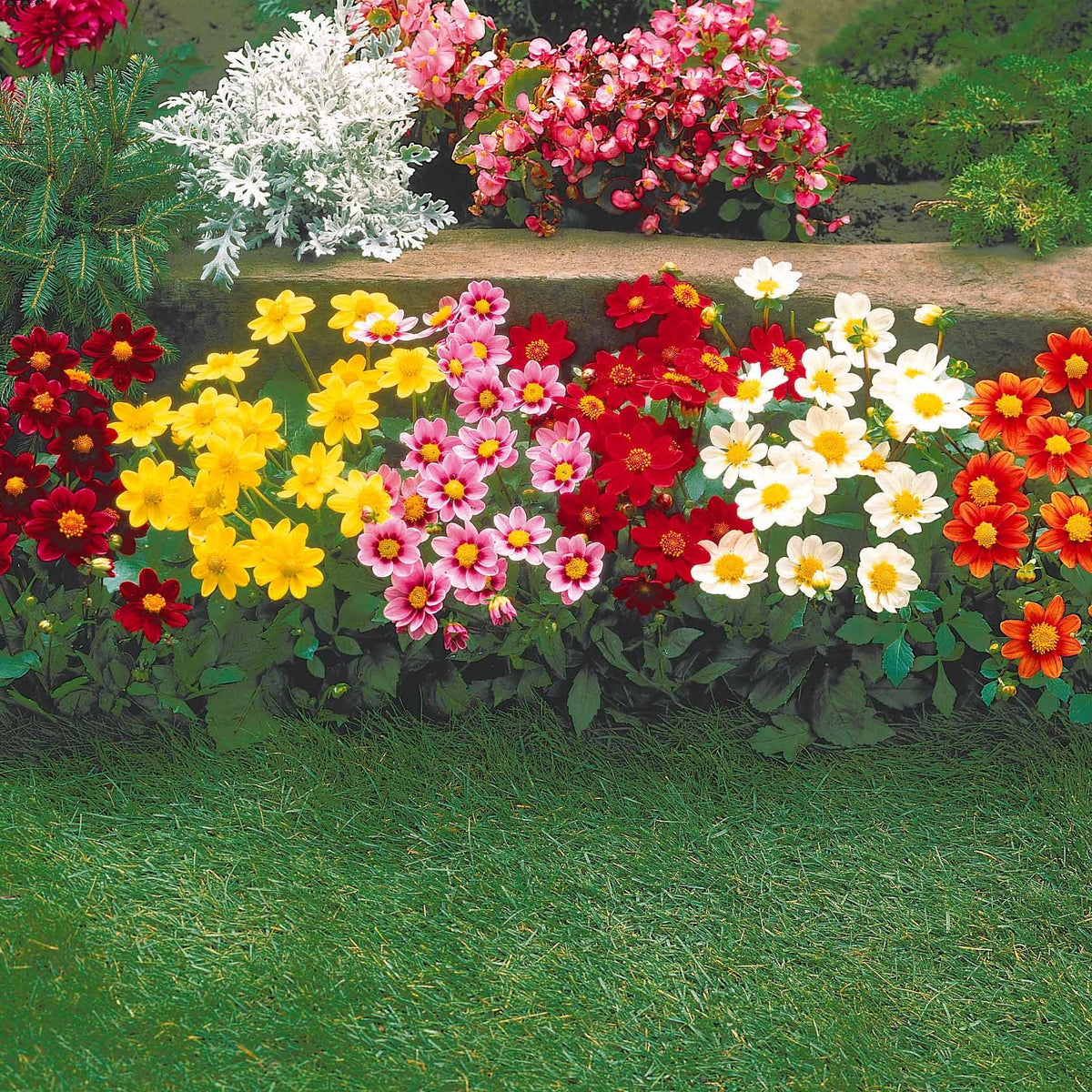 Verkoop Dahlia 'Topmix' (x5)
