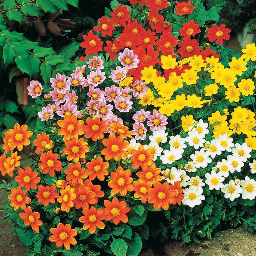 Dahlia - Dahlia 'Topmix' (x5) - Dahlias topmix