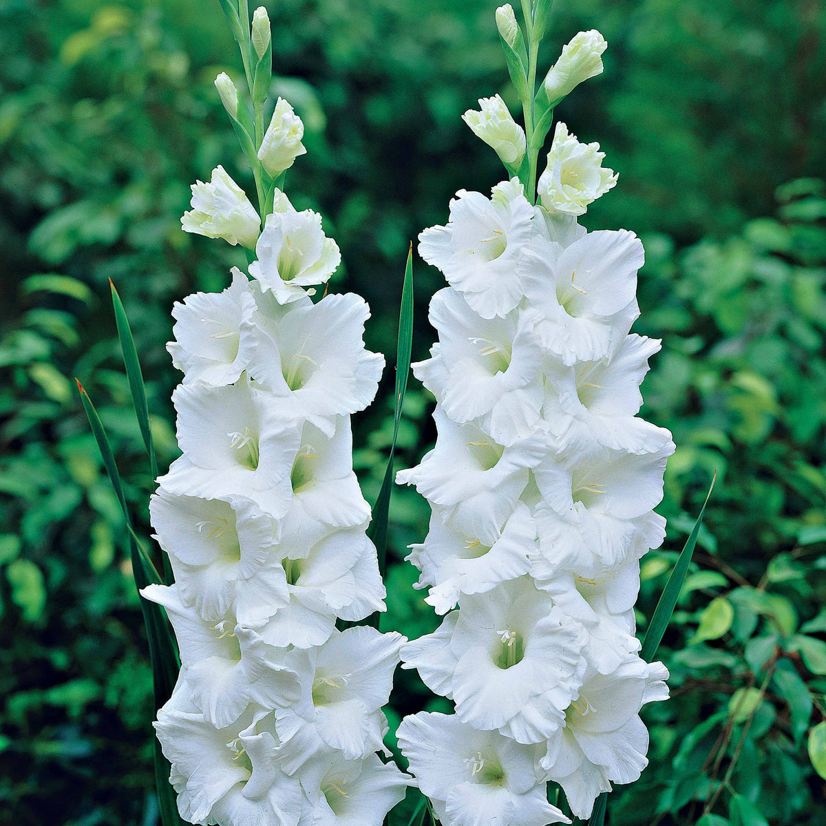 Verkoop Grootbloemige gladiool Mix (x50) - Gladiolus 'zizanie', 'stéréo', 'belle de nuit', 'p