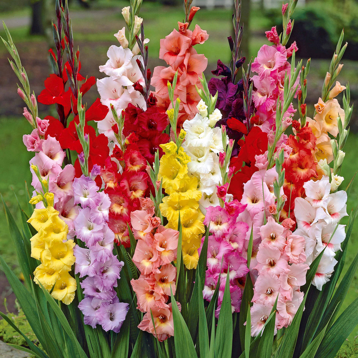 Gladiolus - Grootbloemige gladiool Mix 'Pride' - Gladiolen