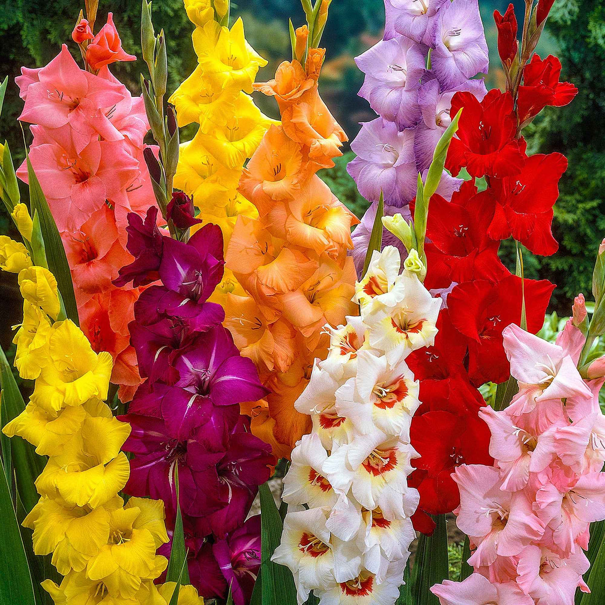 Grootbloemige gladiool Mix 'Pride' - Gladiolus - Bakker