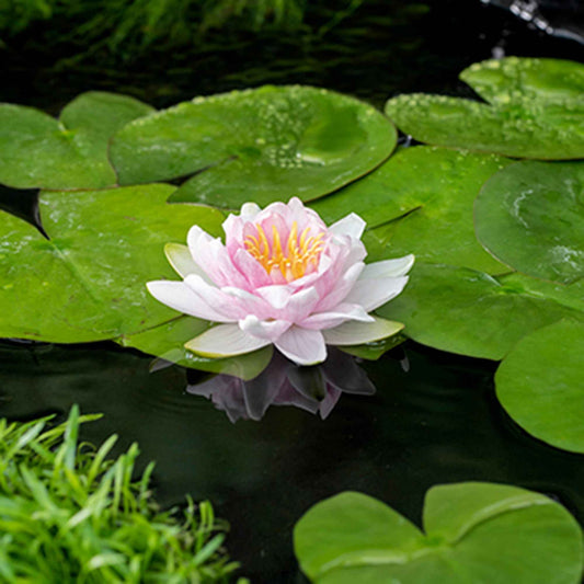 Waterlelie Nymphaea 'Hollandia' roze - Bakker