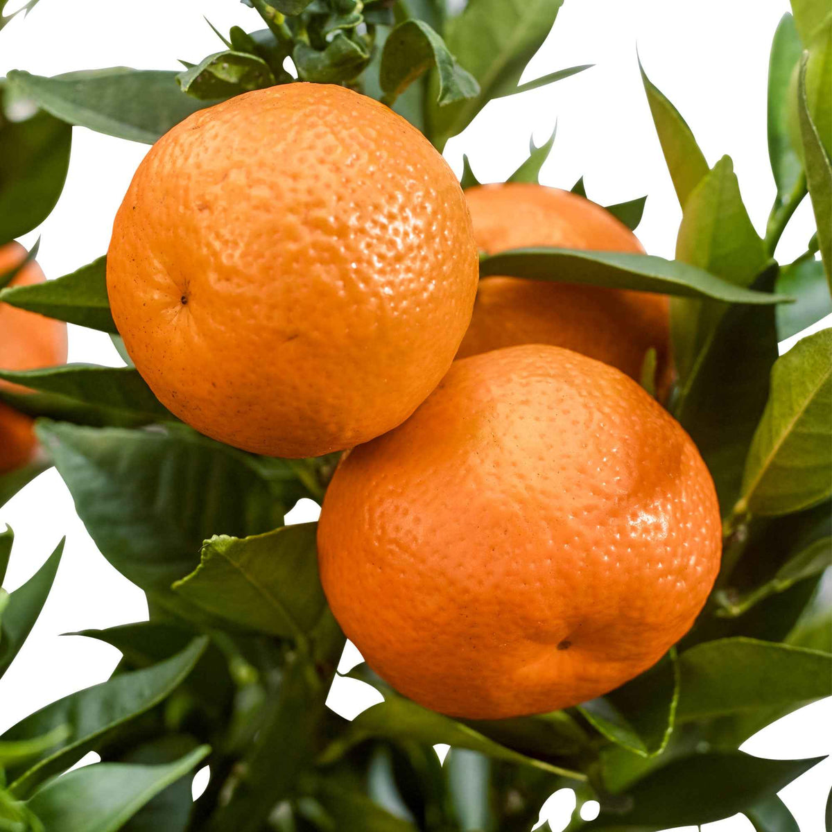 Mandarijnboom - Citrus reticulata - Bakker