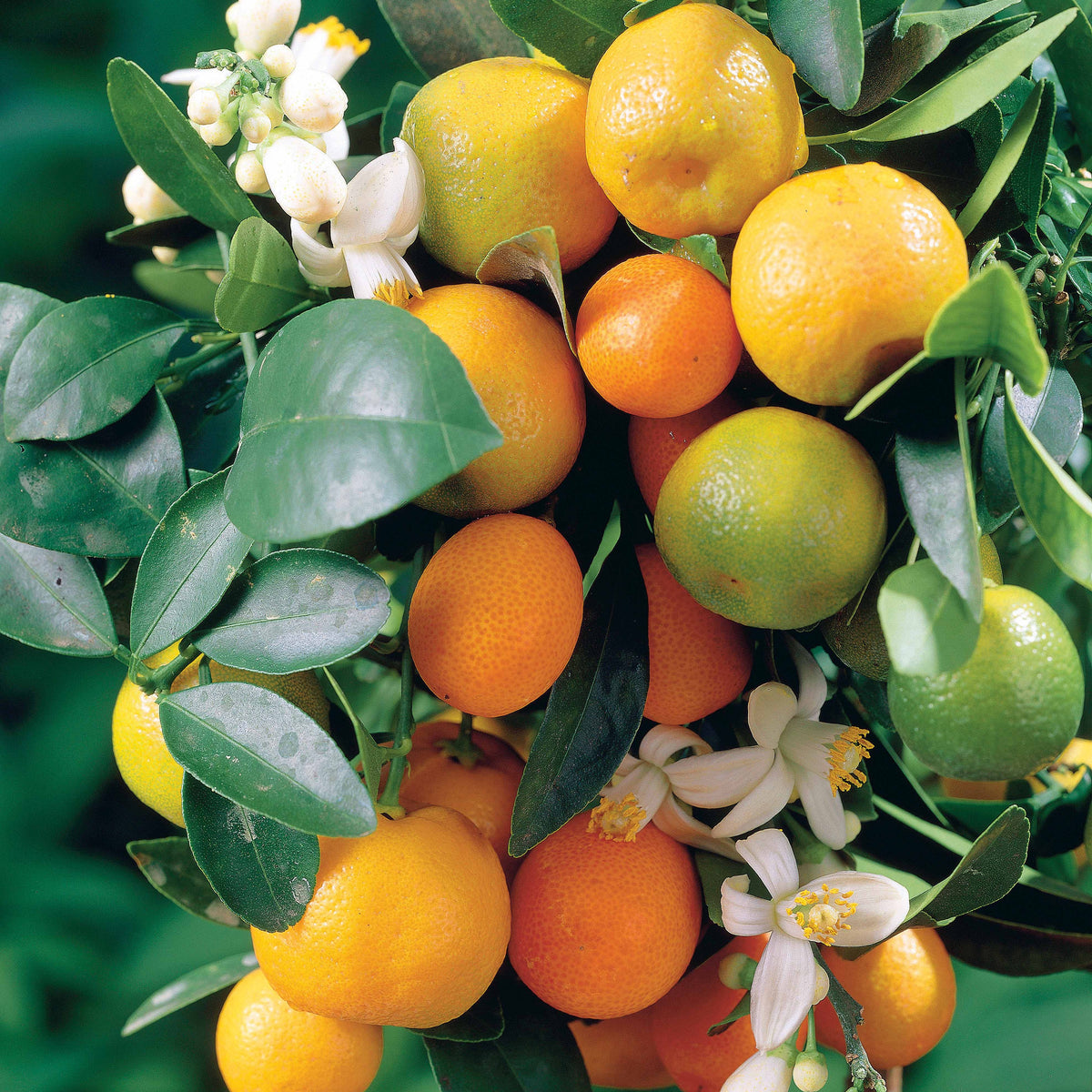 Citrus reticulata - Mandarijnboom - Citrusvruchten
