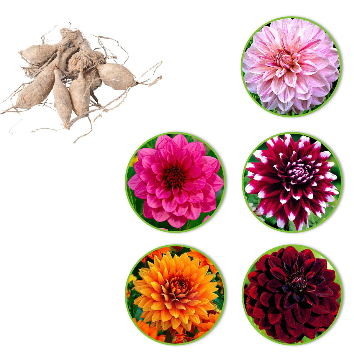 Dahlia - Grootbloemige dahlia - Mix (x5) - Dahlia