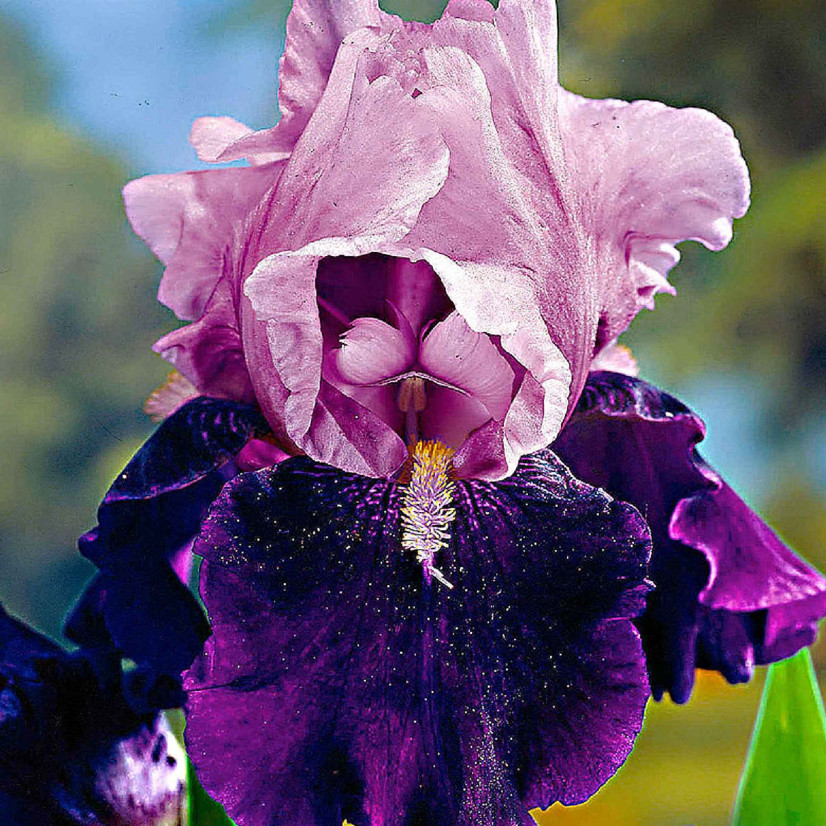 Baardiris - Mix 'Magic Melange' (x5) - Iris germanica - Bakker
