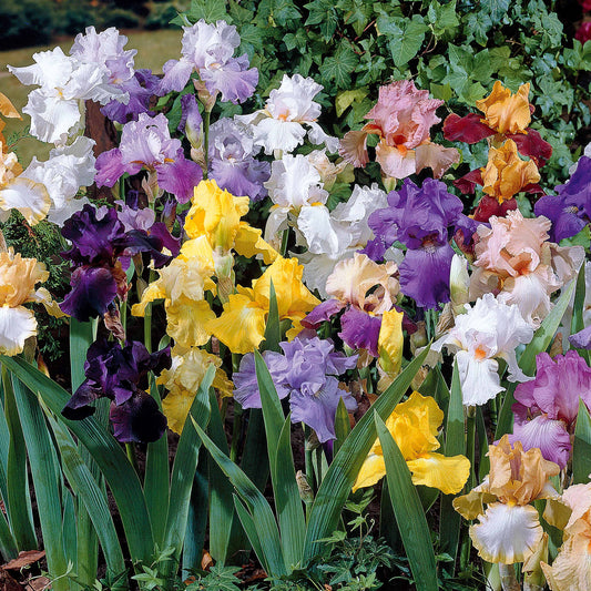 Baardiris Mix 'Vibrant Beauty' (x5) - Iris germanica