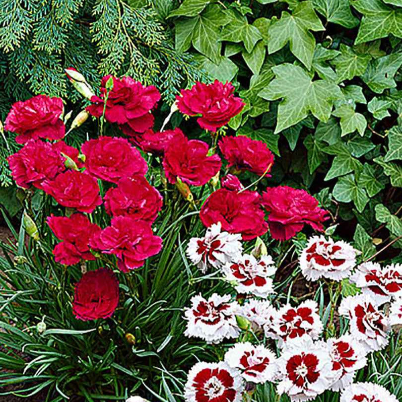 Grasanjer 'David' - Dianthus plumarius David - Bakker