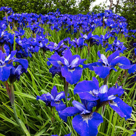 Siberische iris 'Blue Bird' (x3) - Iris sibirica blue bird - Vijvers