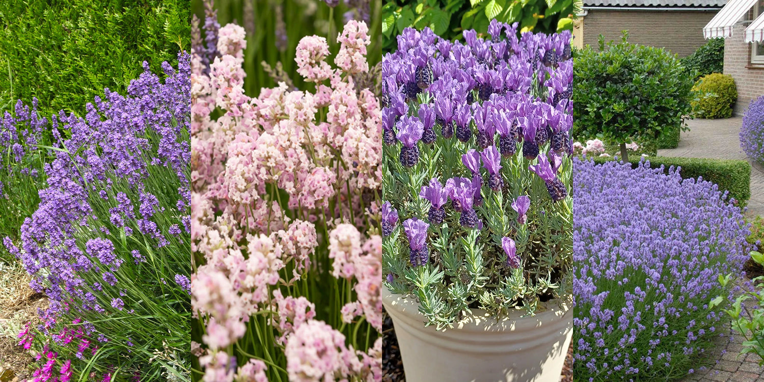 Weekenddeal: onze 4 lavendel tot 60% korting!