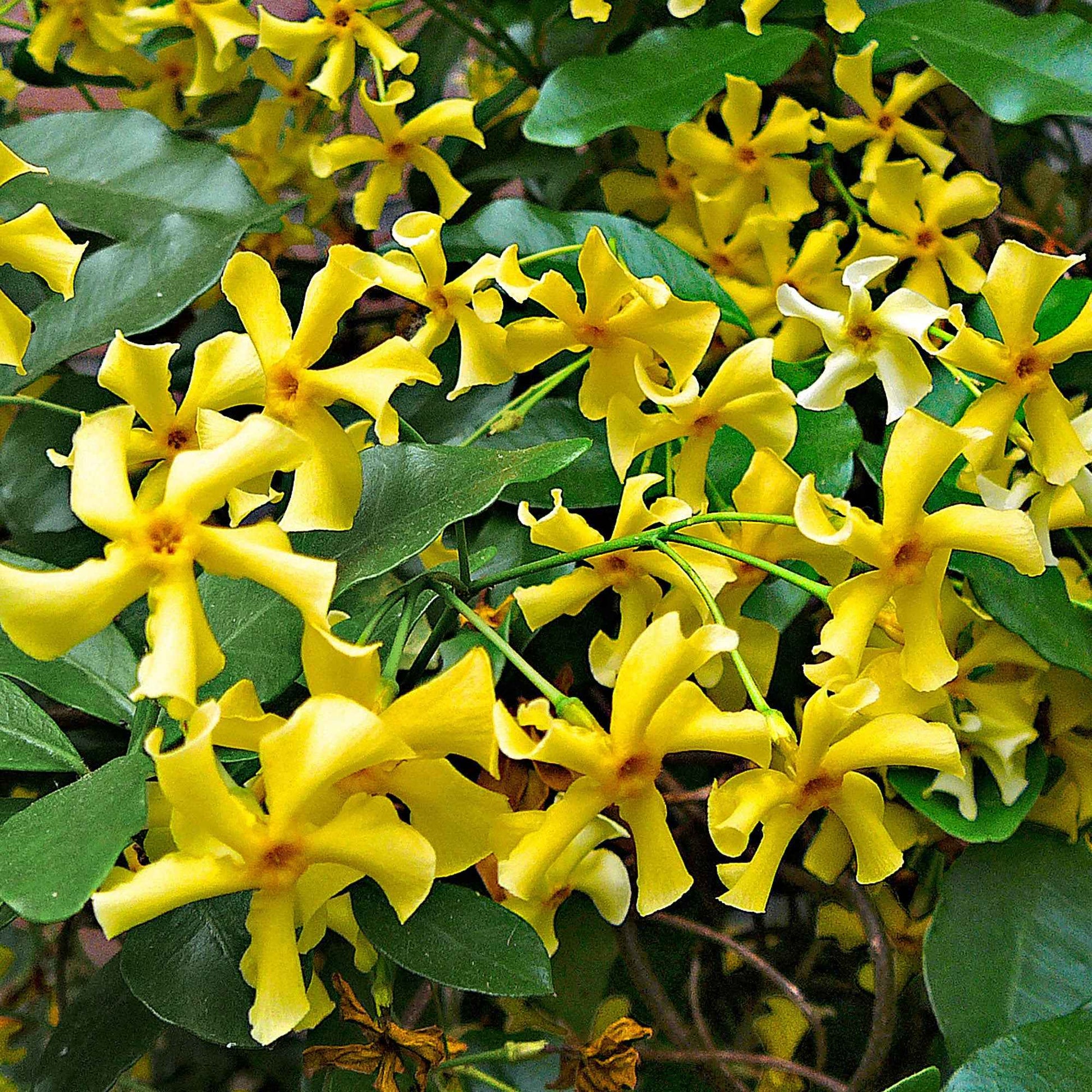 Toscaanse jasmijn 'Star of Toscane' - Trachelospermum Star of Toscany - Bakker