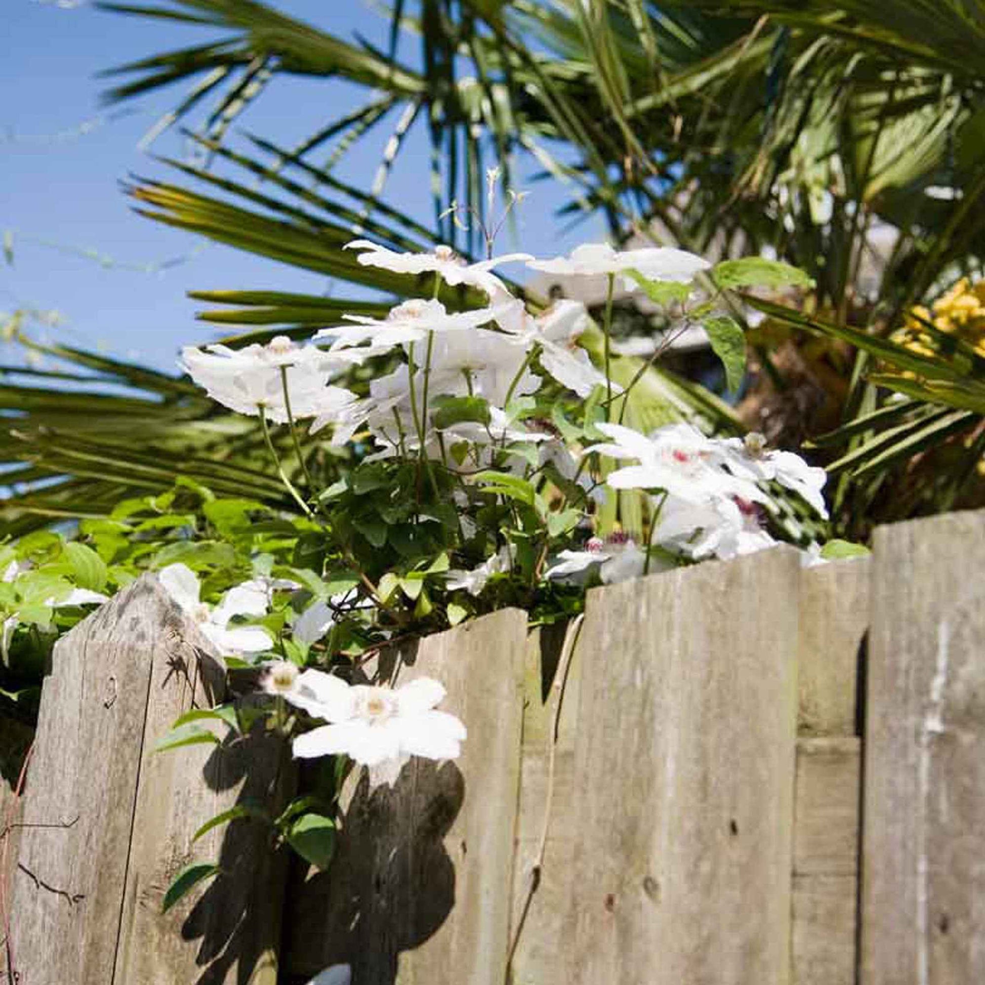 Bosrank 'Miss Bateman' - Clematis miss bateman - Tuinplanten