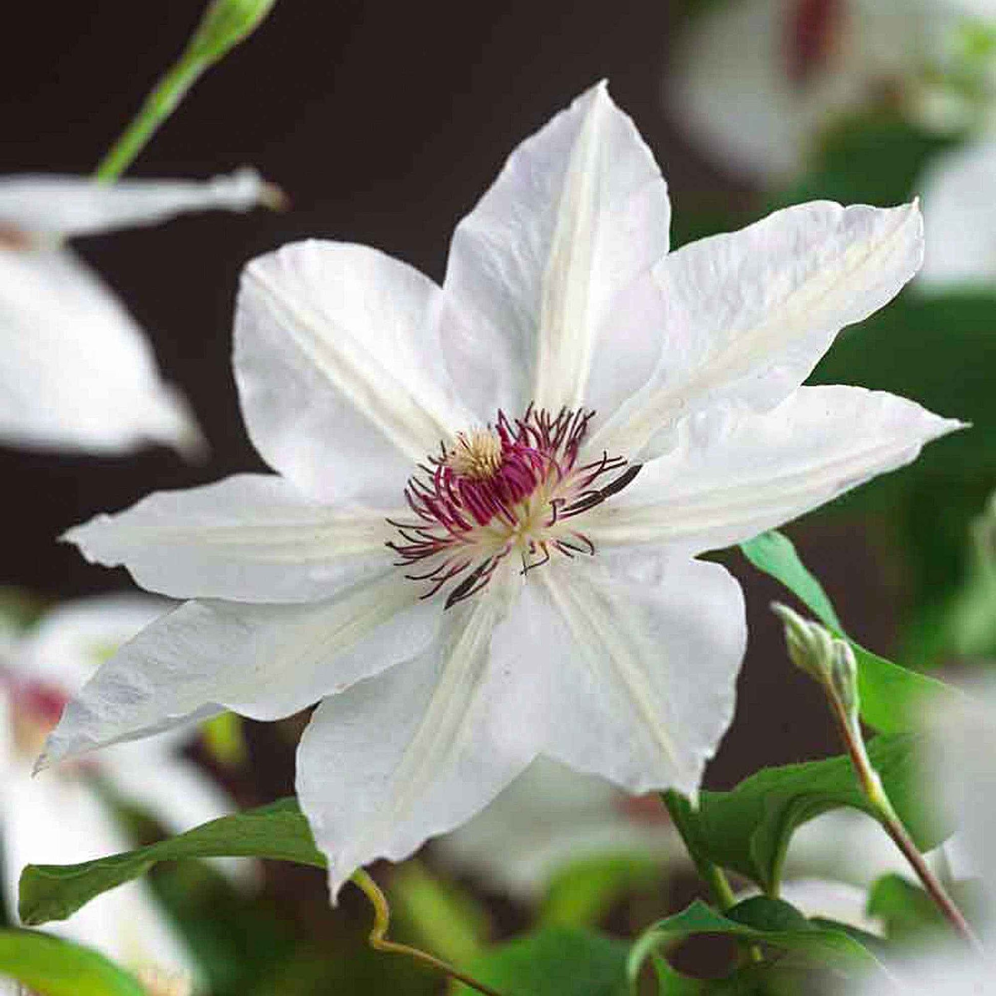 Bosrank 'Miss Bateman' - Clematis miss bateman - Bakker