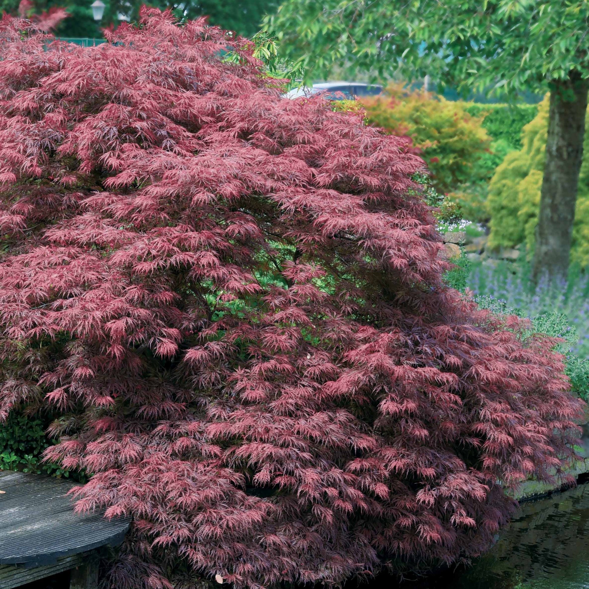 Verkoop Japanse esdoorn 'Garnet'
