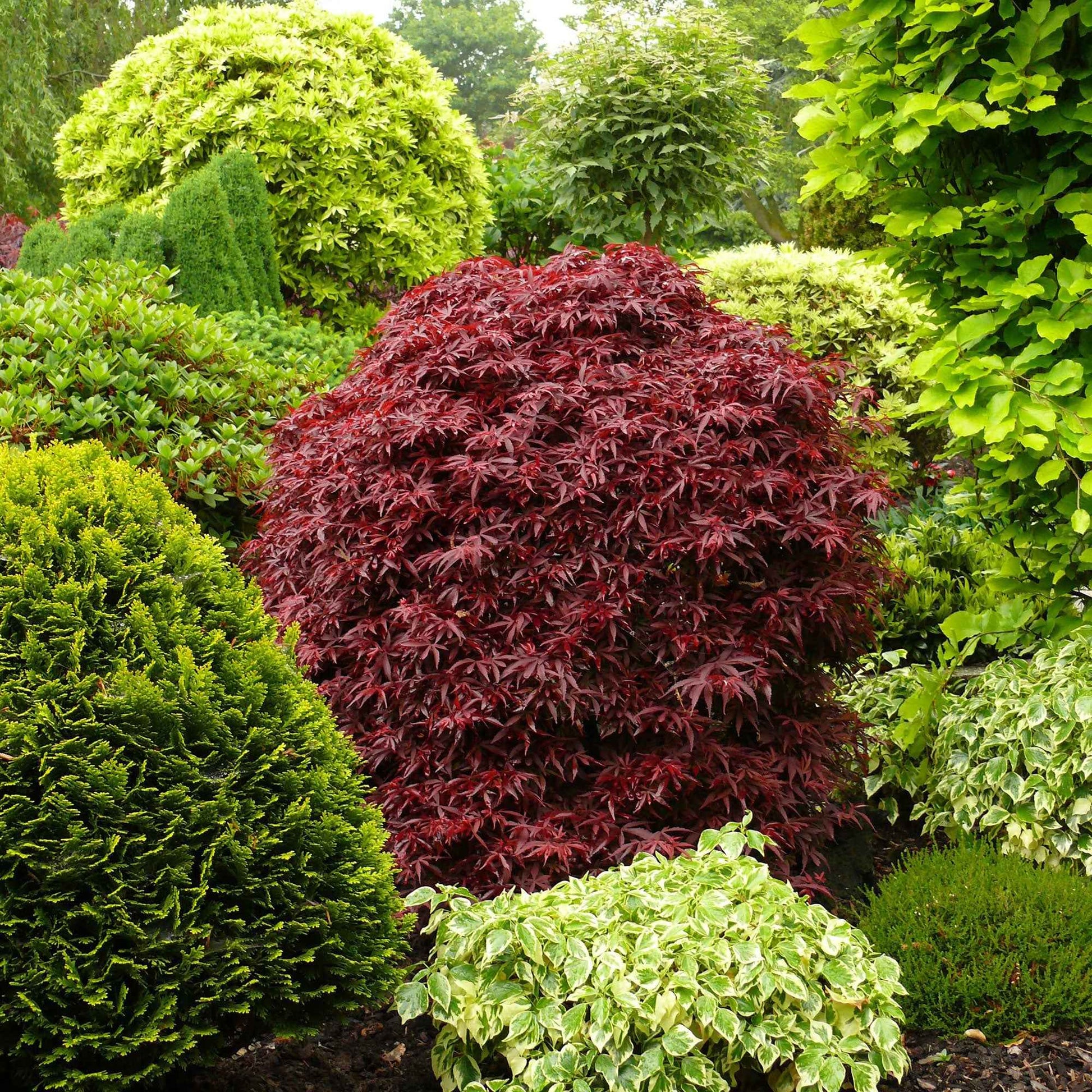 Japanse esdoorn - Japanse esdoorn 'Shaina' - Acer palmatum Shaina