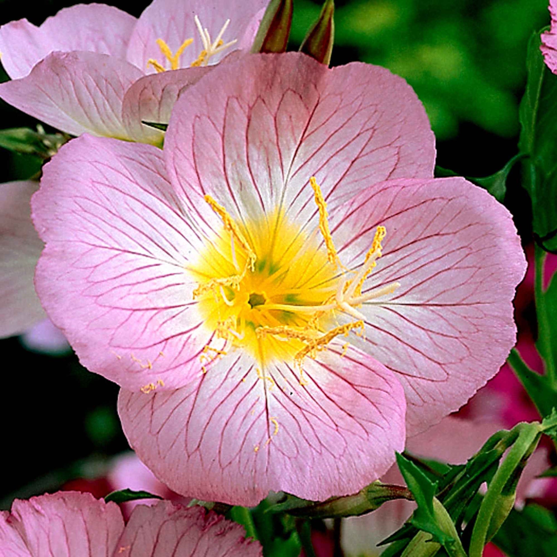 Oenothera speciosa siskiyou pink - Teunisbloem 'Siskiyou Pink' (x2) roze - Vaste planten