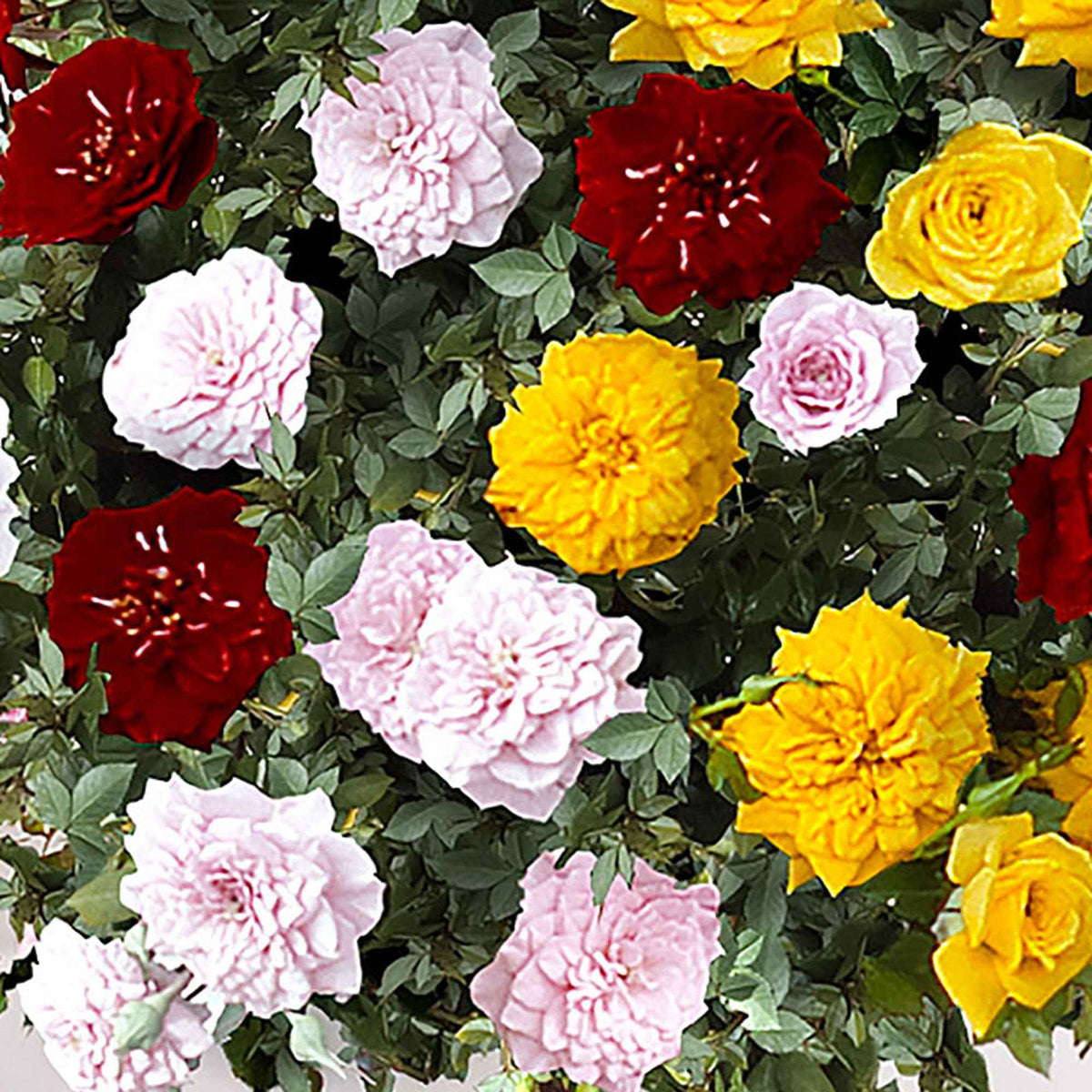 Stamroos 'Tricolor Parfum Bomb' - Rosa (T) Perfume Bomb - Bakker