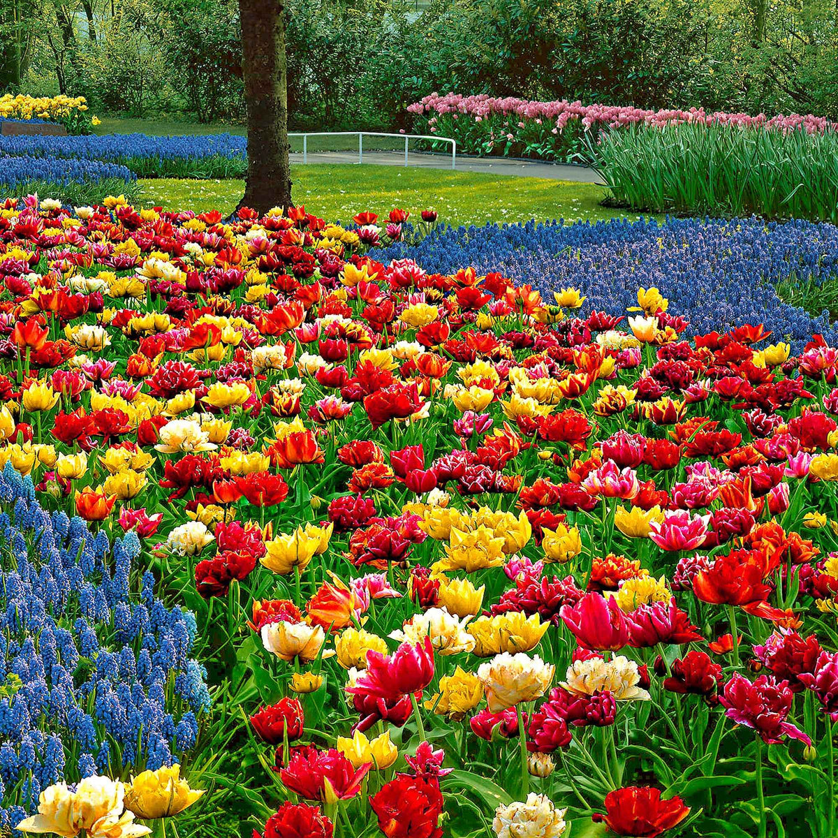 Tulipa murillo - Dubbelbloemige tulp Mix 'Murillo' - Tulpen