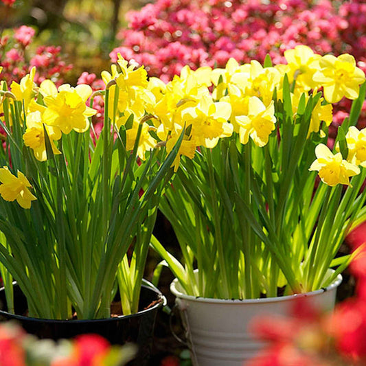 Narcis 'Dutch Master' (x5) - Bakker