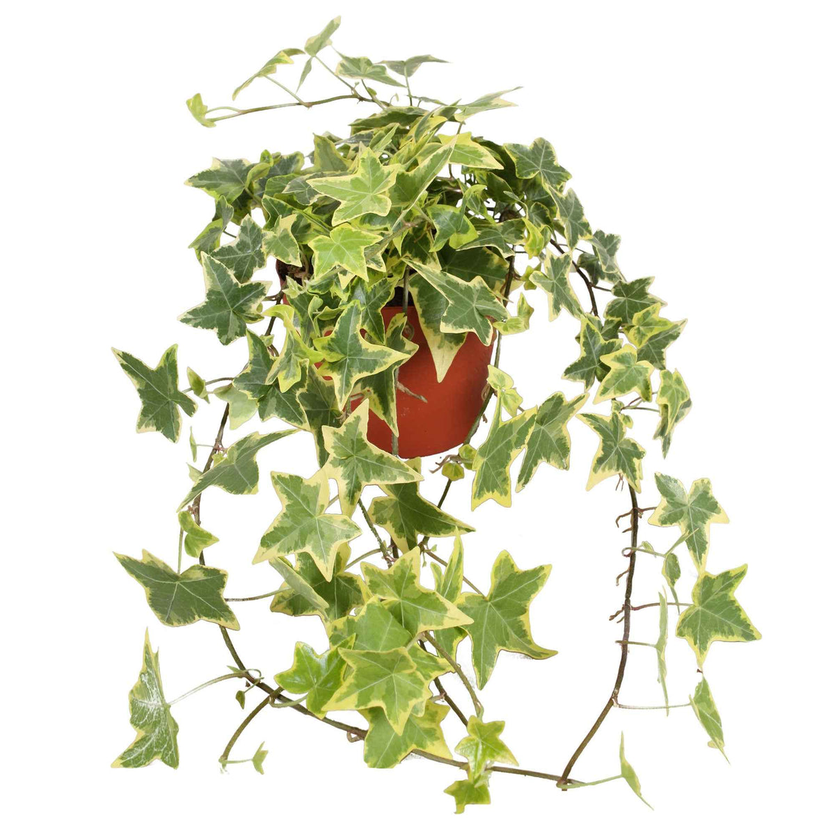 Hedera helix 'Goldchild' - Klimop 'Goldchild' - Hedera - Klimop