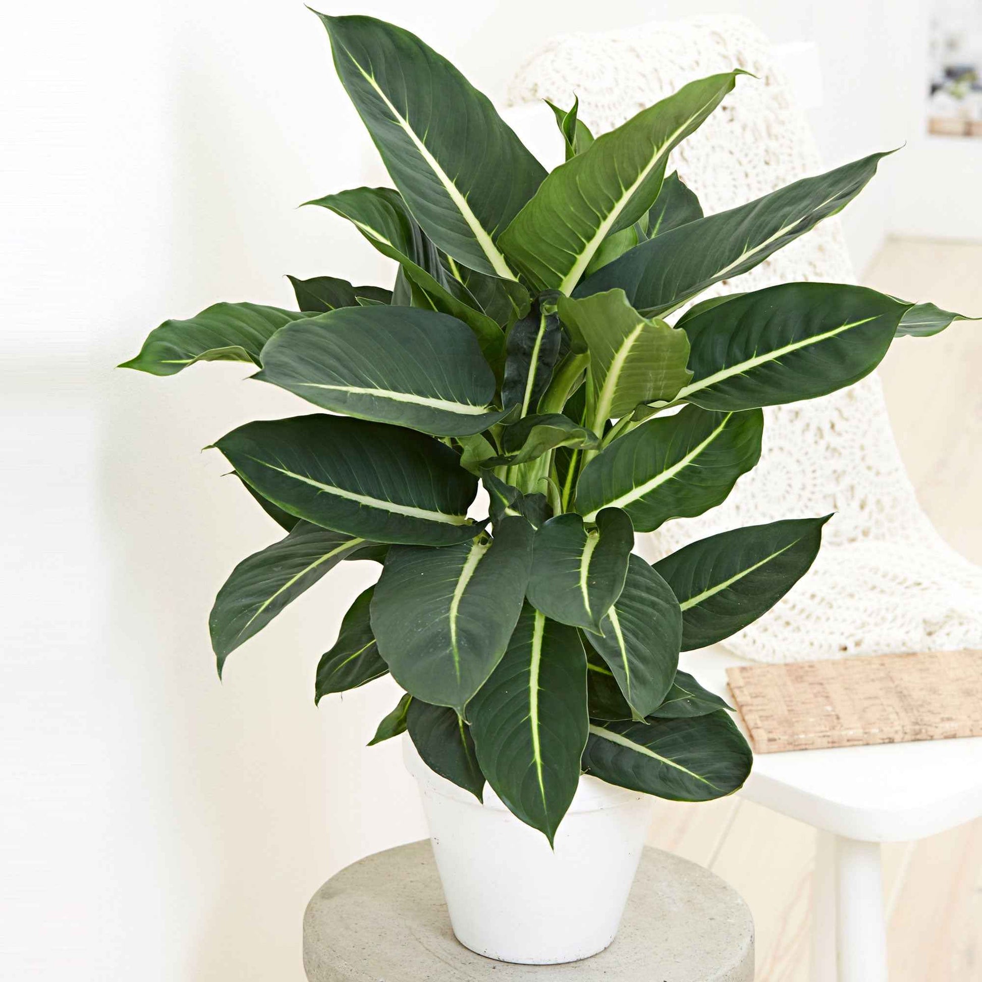 Dief van Bagdad 'Green Magic' - Dieffenbachia green magic - Kamerplanten