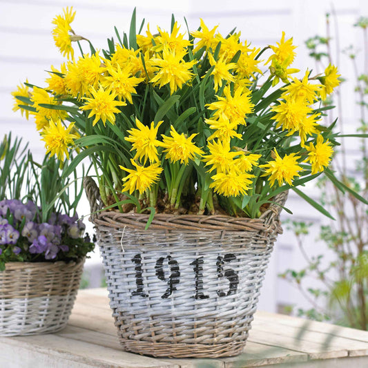 Narcis 'Rip van Winkle' (x5) - Bakker