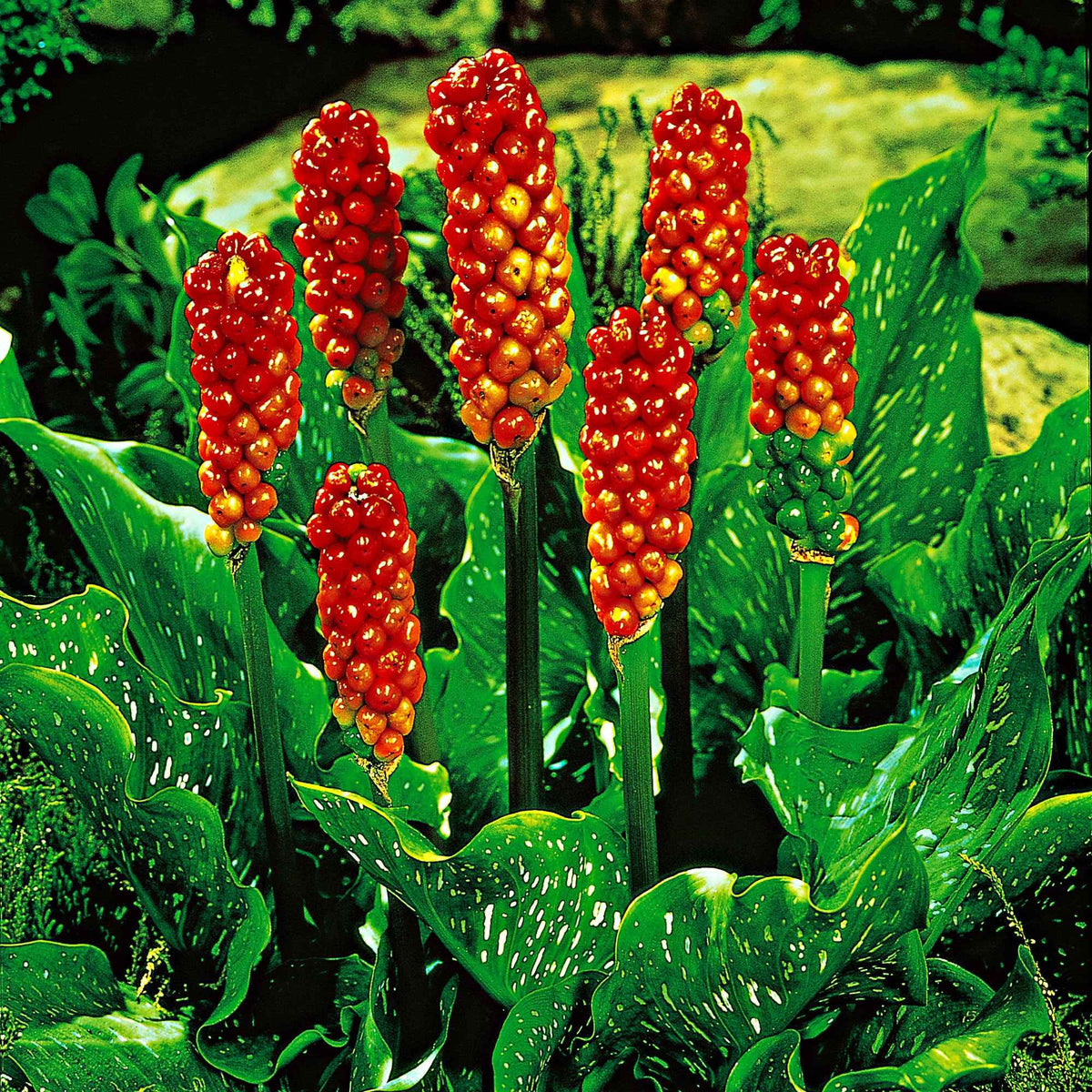 Aronskelk (x3) - Arum italicum - Bakker
