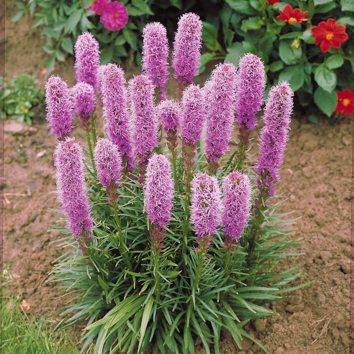 Lampenpoetser (x25) - Liatris spicata - Bakker
