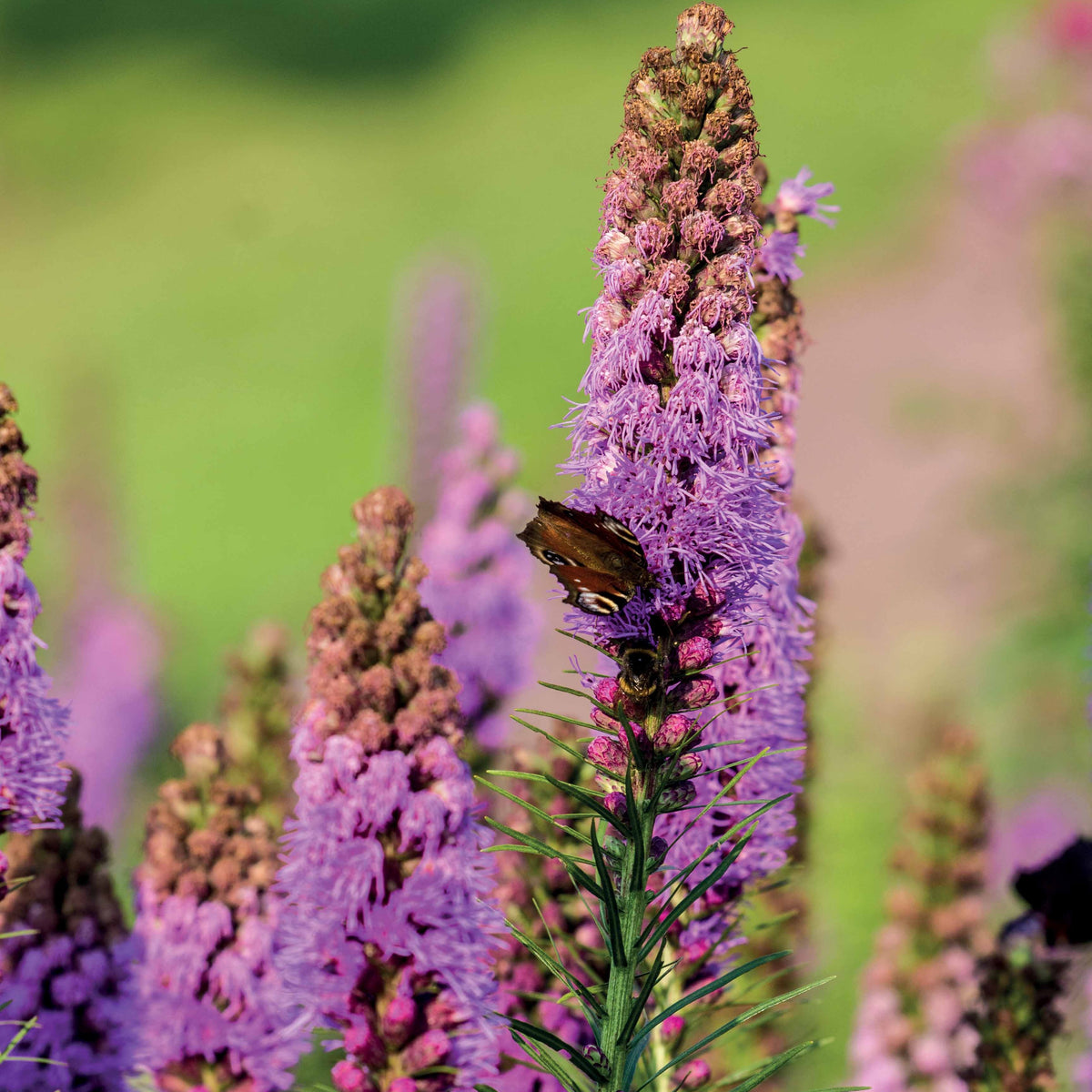 Lampenpoetser (x25) - Natuurlijke bloembollenbedden - Bakker