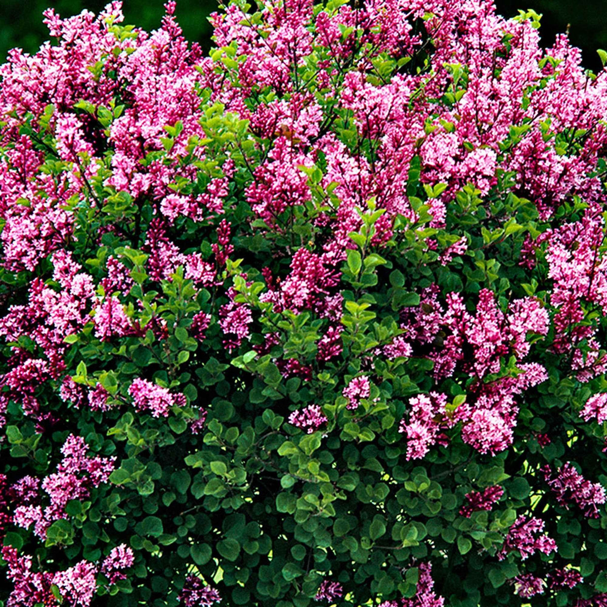 Syringa meyeri palibin - Dwergsering 'Palibin' - Bloeiende heesters