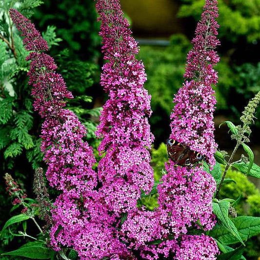 Vlinderstruik 'Pink Delight' - Buddleja davidii pink delight - Tuinplanten