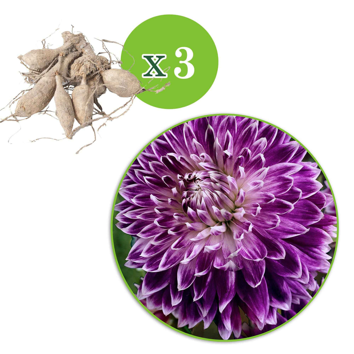 Verkoop Dahlia 'Vancouver' (x3)