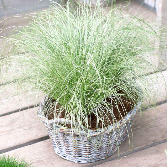 Zegge 'Frosted Curls' - Bakker