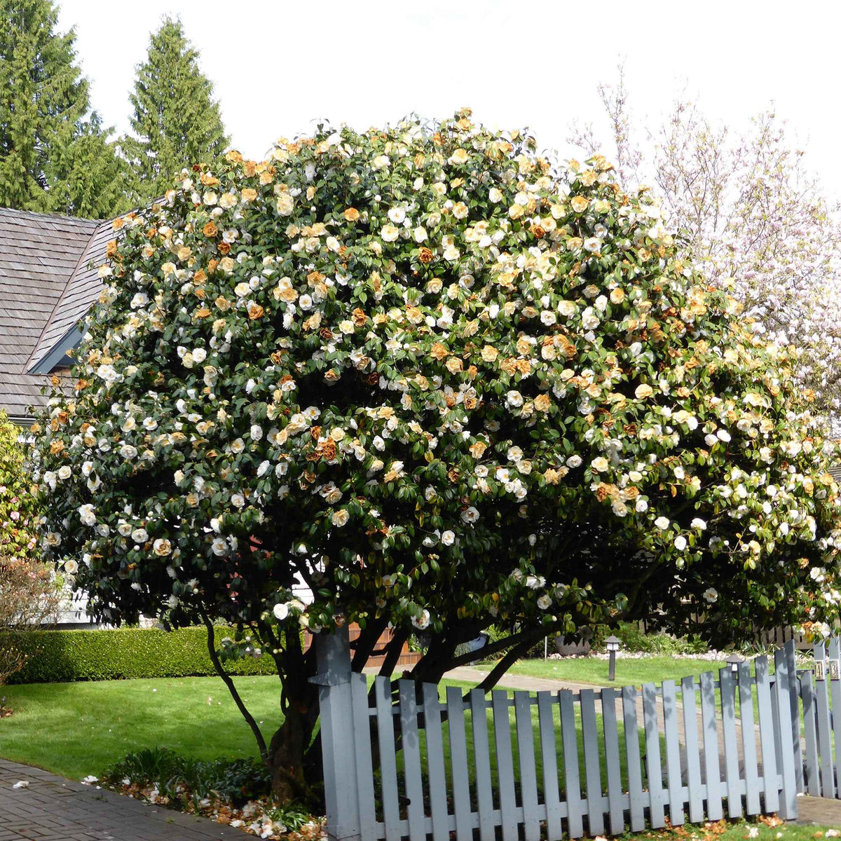 Japanse roos Camellia 'Brushfields Yellow' wit-geel - Winterhard - Camellia japonica Brushfields Yellow - Bakker