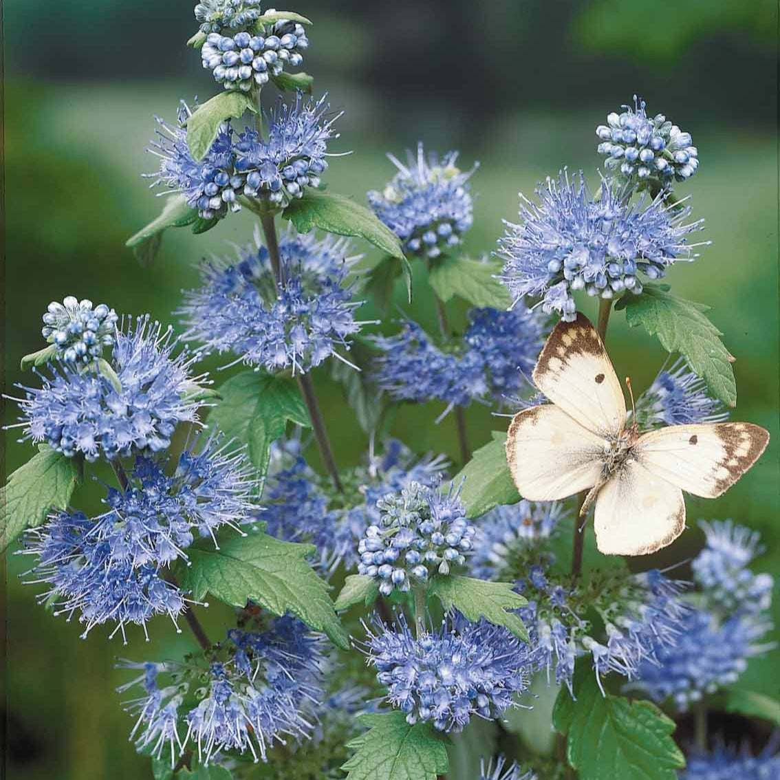 Caryopteris 'Heavenly Blue' - Spirea - Bakker