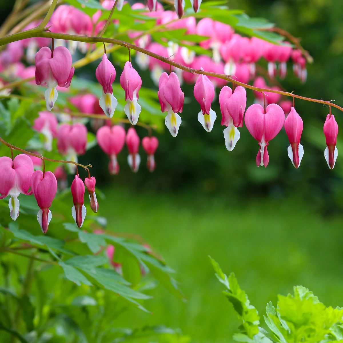 Verkoop Gebroken hartje - Dicentra spectabilis