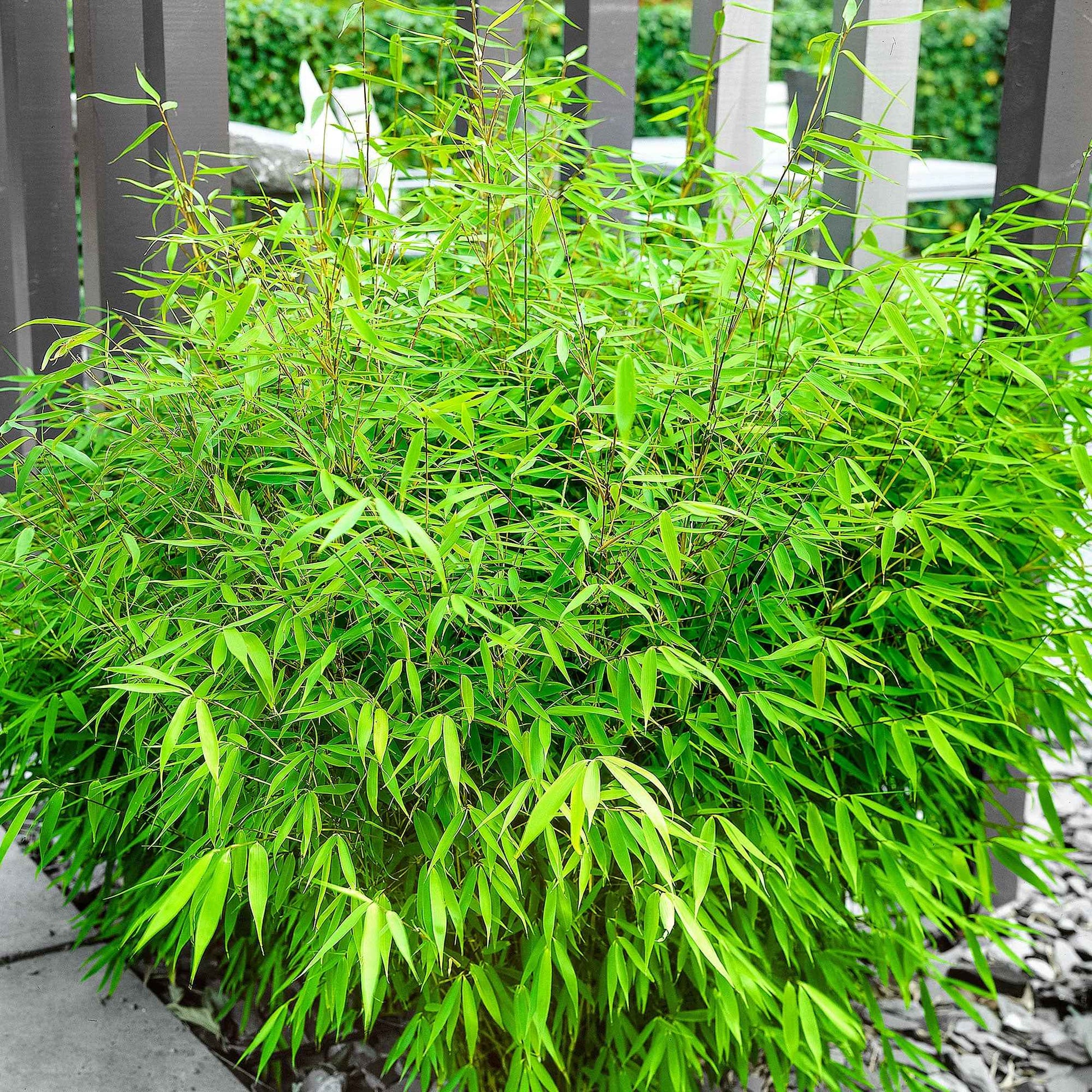 Bamboe Fargesia rufa - Fargesia rufa - Bakker