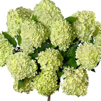 Pluimhortensia 'Limelight' - Hydrangea paniculata limelight ® - Plantsoort