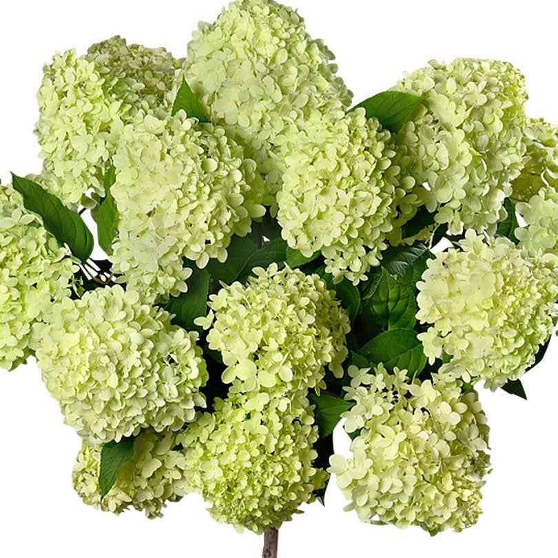 Pluimhortensia 'Limelight' - Hydrangea paniculata limelight ® - Plantsoort
