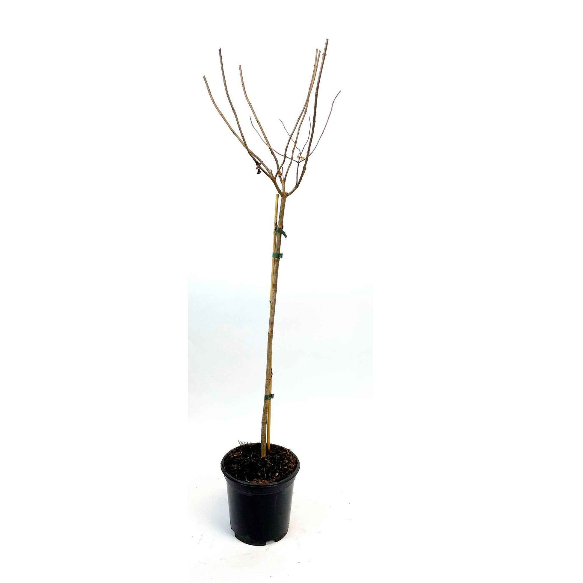 Pluimhortensia 'Limelight' - Hydrangea paniculata limelight ® - Hortensia