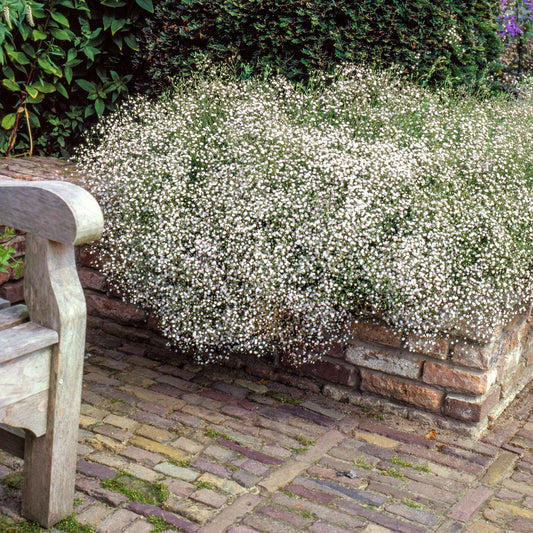 Gipskruid (x3) - Gypsophila paniculata - Heesters en vaste planten