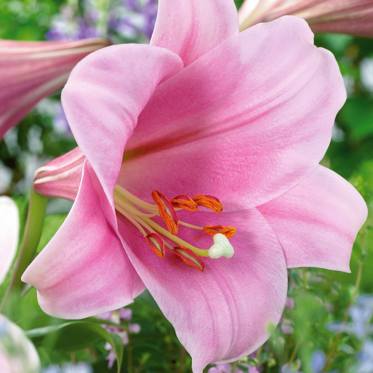 Lelie 'Bellsong' (x3) - Lilium longiflorum x orientalis bell song - Bloembollen